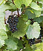 VITIS VINIFERA TRIOMPHE