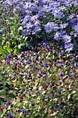 CERATOSTIGMA PLUMBAGINOIDES IN AUTUMN BORDER WITH ASTER NOVI BELGII