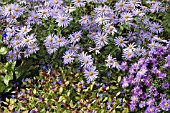 EARLY AUTUMN BORDER WITH ASTER NOVI BELGII AND CERATOSTIGMA PLUMBAGINOIDES