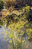 CYPERUS PAPYRUS IN LATE SUMMER