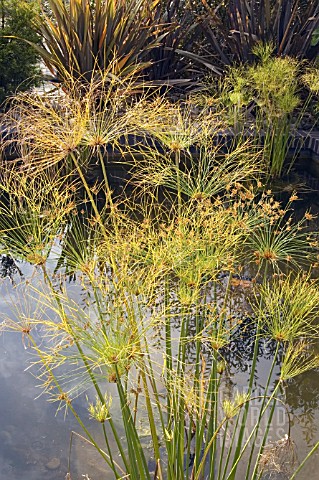 CYPERUS_PAPYRUS_IN_LATE_SUMMER
