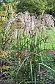 MISCANTHUS SINENSIS GEWITTERWOLKE