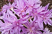 COLCHICUM AUTUMNALE