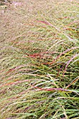 PANICUM VIRGATUM HEAVY METAL