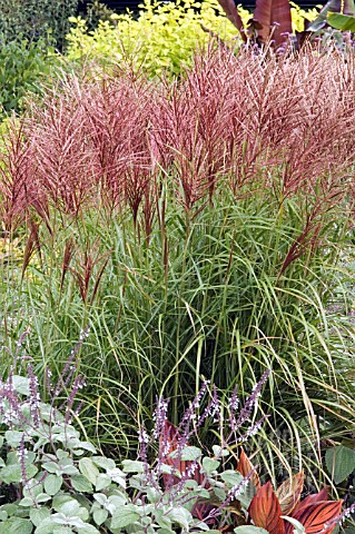 MISCANTHUS_SINENSIS_ROTSILBER