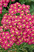 ACHILLEA MILLEFOLIUM PAPRIKA