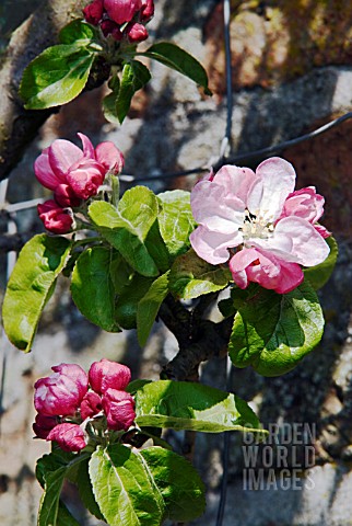 MALUS_BLOSSOM_ANNIE_ELIZABETH