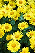 DORONICUM YELLOW SPLENDOUR