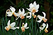 NARCISSUS KAYDEE