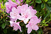 AZALEA JAPONICA ROSE GREELEY