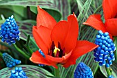 TULIPA GREIGII RED RIDING HOOD WITH MUSCARI ARMENIACUM