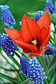 TULIPA GREIGII RED RIDING HOOD WITH MUSCARI ARMENIACUM