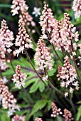 TIARELLA NINJA