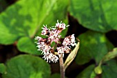 PETASITES FRAGRANS