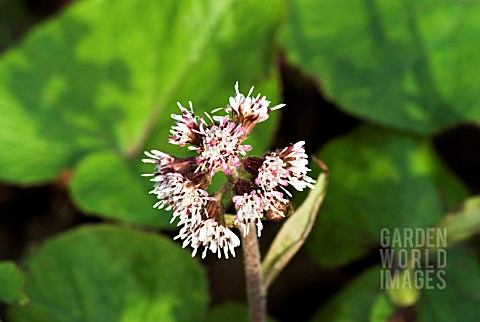 PETASITES_FRAGRANS