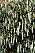 GARRYA ELLIPTICA IN LATE WINTER