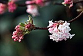 VIBURNUM X BODNANTENSE BLOSSOM IN EARLY SPRING