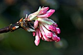 VIBURNUM X BODNANTENSE BLOSSOM IN EARLY SPRING