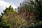 RHUS TYPHINA IN EARLY SPRING