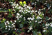 GALANTHUS NIVALIS IN WOODLAND