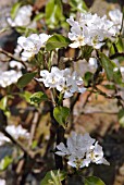 BLOSSOM ON PEAR CONFERENCE