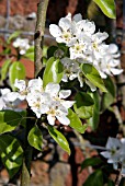 BLOSSOM ON PEAR CONFERENCE