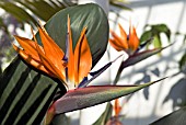 STRELITZIA REGINAE