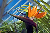 STRELITZIA REGINAE, BIRD OF PARADIS