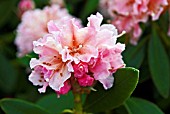 FROST ON RHODODENDRON FLOWER