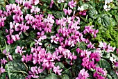 CYCLAMEN COUM