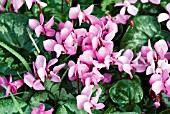 CYCLAMEN COUM