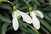 GALANTHUS ELWESII MAGNET