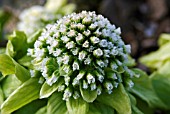 PETASITES JAPONICUS