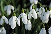 GALANTHUS S ARNOTT