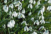 GALANTHUS S ARNOTT