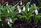 GALANTHUS WORONWII