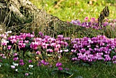 CYCLAMEN COUM AROUND BASE OF TREE