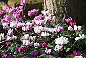 CYCLAMEN COUM AROUND BASE OF TREE