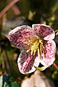 CLEMATIS CIRRHOSA FRECKLES