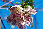 CLEMATIS CIRRHOSA FRECKLES