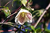 CLEMATIS CIRRHOSA FRECKLES