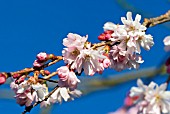 PRUNUS SUBHIRTELLA AUTUMNALIS