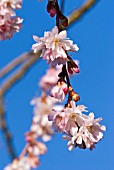 PRUNUS SUBHIRTELLA AUTUMNALIS