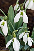 GALANTHUS ELWESII LODE STAR