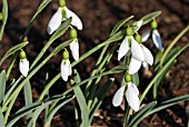 GALANTHUS TROTTERS MERLIN