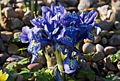 IRIS RETICULATA GROWING IN GRAVEL