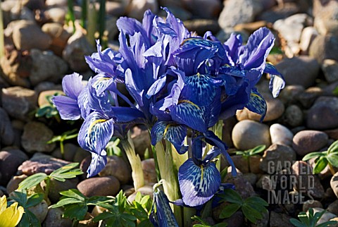 IRIS_RETICULATA_GROWING_IN_GRAVEL