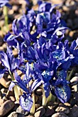 IRIS RETICULATA GROWING IN GRAVEL