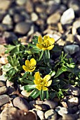 ERANTHIS HYEMELIS GROWING IN GRAVEL