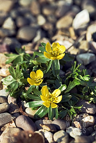 ERANTHIS_HYEMELIS_GROWING_IN_GRAVEL